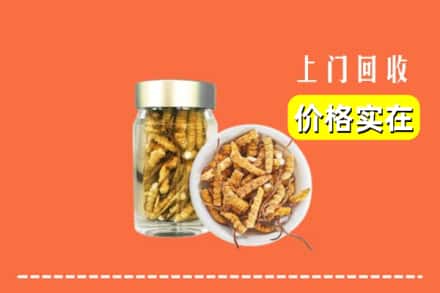 潮南区回收散虫草