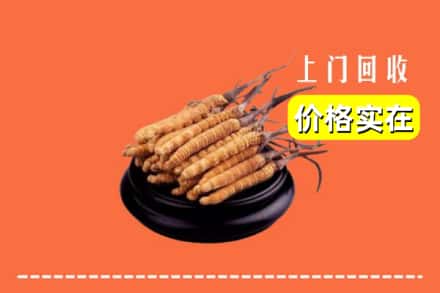 潮南区回收冬虫夏草